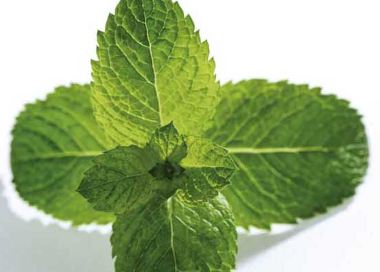 薄荷的功效與作用 花卉的功效與作用