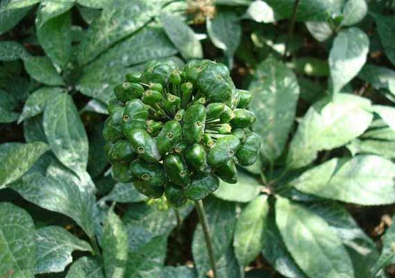 三七花的功效與作用 三七的功效與作用