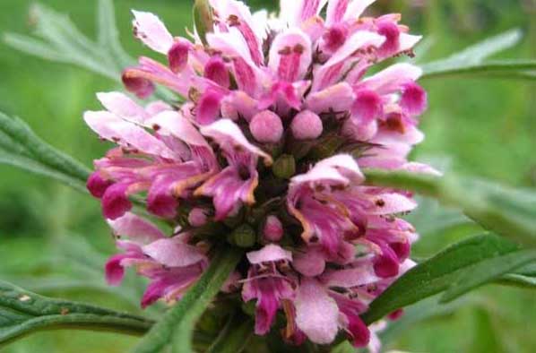 益母草的功效與作用 益母草的功效與作用