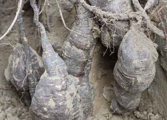 何首烏的功效與作用 何首烏的功效與作用