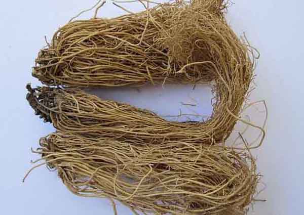 細(xì)辛的功效與作用 細(xì)辛的功效與作用