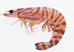 孕婦可以吃蝦嗎？