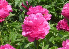 芍藥花的功效與作用有哪些？