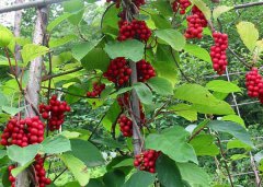 五味子的功效與作用 需哪些注意事項？