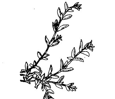 垂盆草-垂盆草的功效與作用 花卉的功效與作用