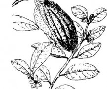 佛手瓜的功效與作用有哪些?