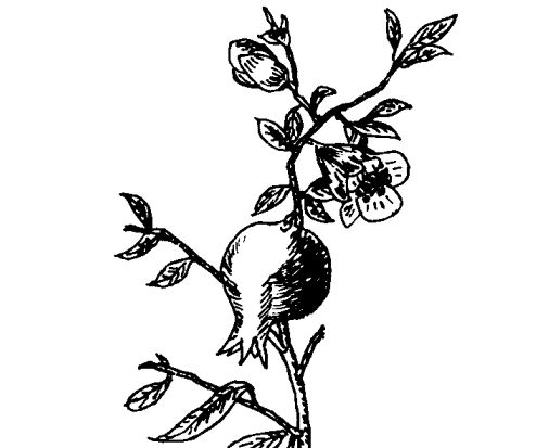 石榴的功效與作用 石榴的功效與作用