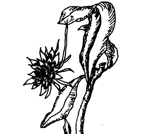 曇花的藥用價值有哪些? 中藥材的功效與作用