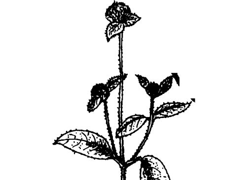 千日紅的功效與作用 千日紅的功效與作用