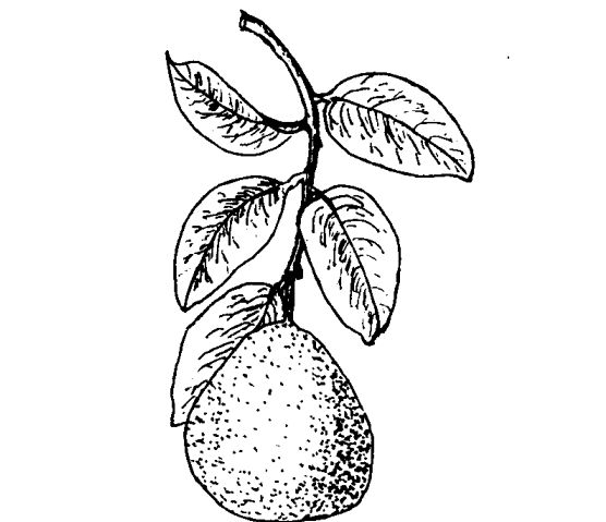 柚子皮的功效與作用及相關(guān)配方 其他果樹種植方法