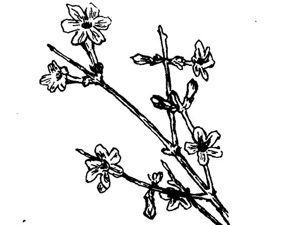 迎春花的資料-迎春花的藥用價(jià)值及相關(guān)藥方 花卉的功效與作用