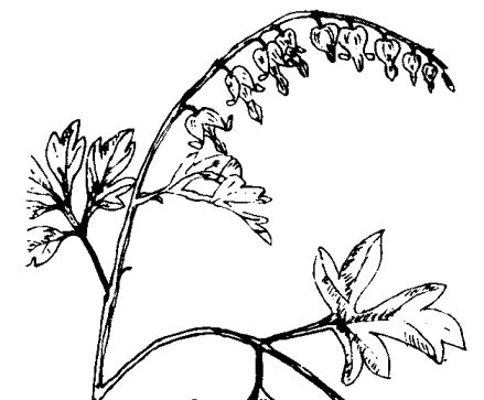 荷包牡丹的功效與作用 荷包牡丹的功效與作用