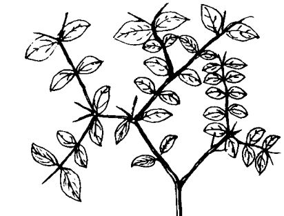 虎刺的功效與作用 中藥材的功效與作用