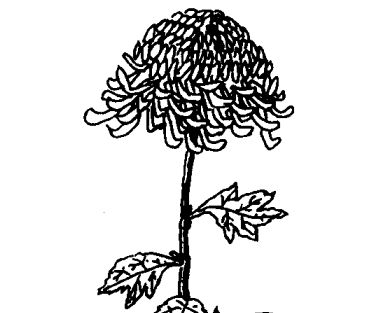 菊花的功效與作用9999 中藥材的功效與作用