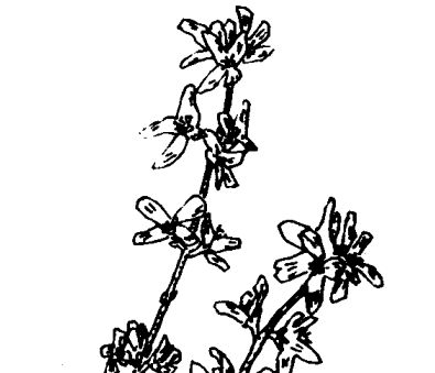 連翹的功效與作用999999 連翹的功效與作用