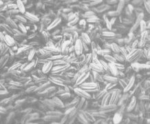 小茴香的作用有哪些?