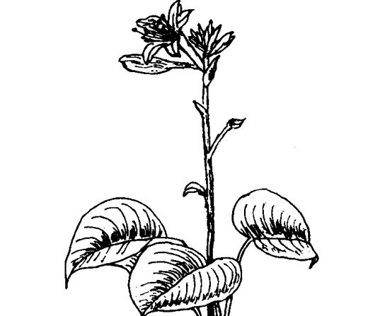 玉簪有什么藥用價值 玉簪的功效與作用