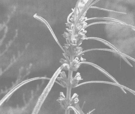 益母草的作用-益母草的功效與作用 益母草的功效與作用