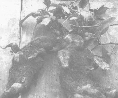 何首烏的功效與作用及食用方法何首烏的功效 何首烏的功效與作用