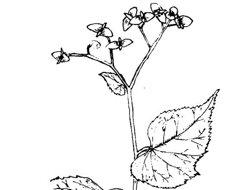 秋海棠的藥用價(jià)值及相關(guān)藥方 海棠的功效與作用