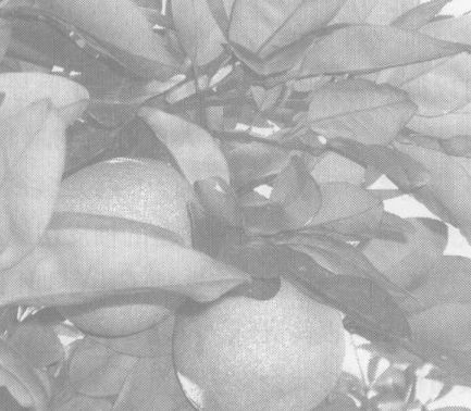 蜂蜜柚子茶怎么做-蜂蜜柚子茶的做法 柚子茶的功效與作用