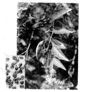 女貞子的食用方法與知療作用 女貞子的功效與作用