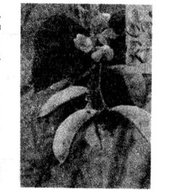 白扁豆的功效有哪些? 白扁豆的功效與作用