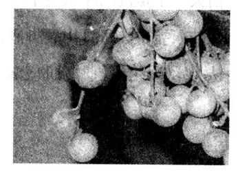 龍眼的營(yíng)養(yǎng)價(jià)值龍眼肉的功效與作用 龍眼肉的功效與作用