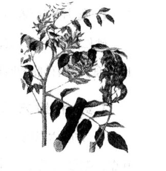 葛根的功效 葛根的功效與作用