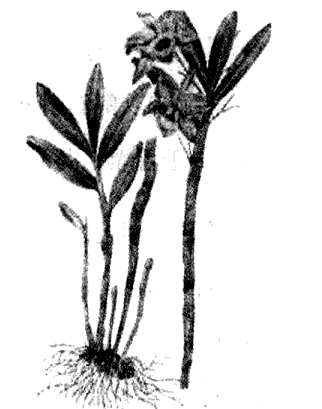 石斛的功效與作用及食用方法 中藥材的功效與作用