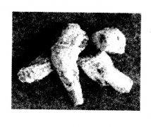 中藥大黃的功效有哪些？