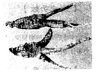 西洋參的功效與作用及食用方法舉例 西洋參的功效與作用