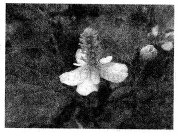 魚腥草的作用 魚腥草的功效與作用