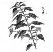 薄荷葉的功效有哪些？