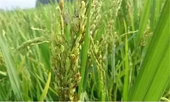 水稻穎殼不閉合、不灌漿怎么辦
