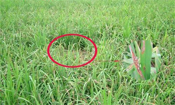 水稻坐蔸類型有哪些