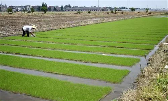 培育壯秧、適齡移栽