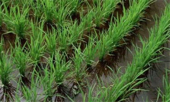 科學(xué)施用蘗肥，促進(jìn)分蘗早發(fā)快長