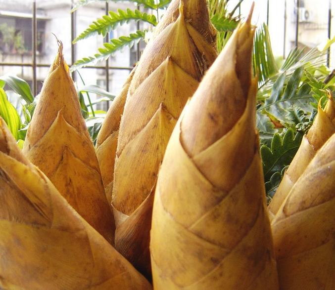 竹筍的功效與作用