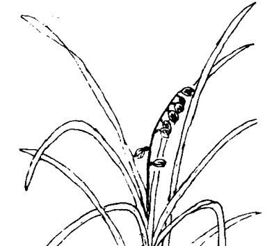 麥冬的功效與作用-麥冬的作用 麥冬的功效與作用