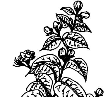 茉莉花的功效 茉莉花的功效與作用