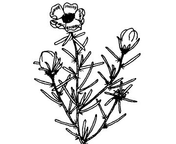 半支蓮的功效與作用 中藥材的功效與作用