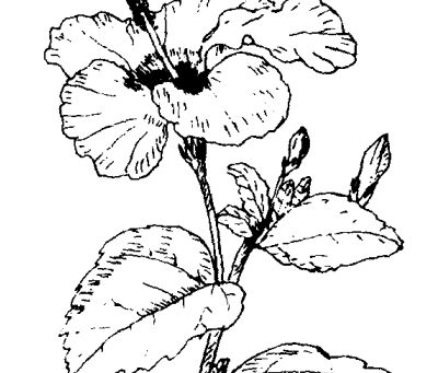 扶桑的功效與作用 扶桑的功效與作用