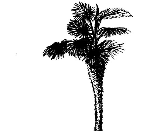 棕櫚有什么藥用價值 棕櫚的功效與作用