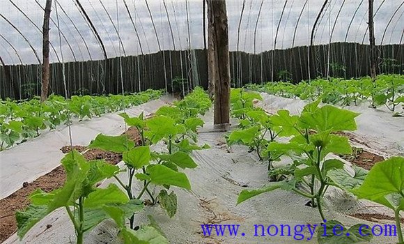 西葫蘆定植澆緩苗水、追肥