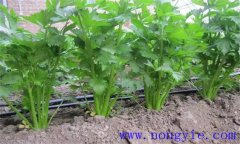 芹菜抽苔的原因與條件是什么 芹菜抽苔怎么控制