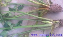 西芹裂根是怎么回事？怎樣防止？