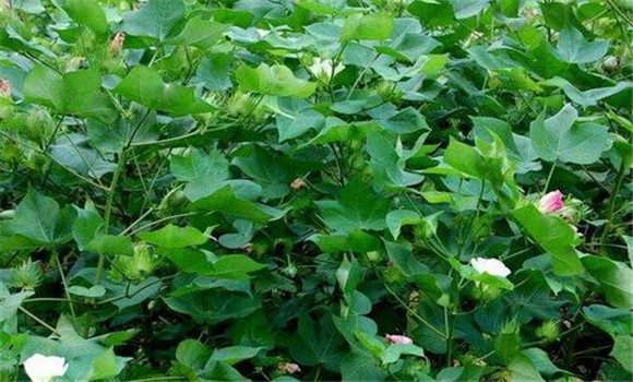 棉花輕簡(jiǎn)化栽培技術(shù)要點(diǎn)