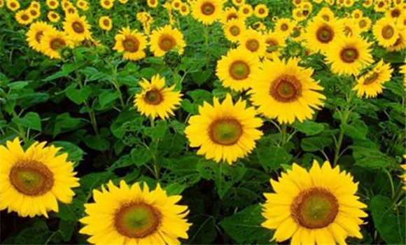向日葵生育期栽培技術(shù)要點