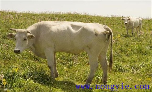 耕牛快速催膘復(fù)壯十大方法